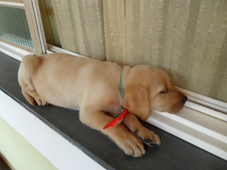 JÁ VENDIDO FILHOTE DE LABRADOR MACHO 02 - COR CARAMELO